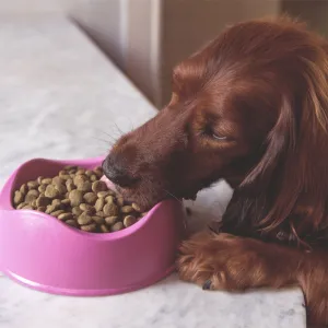 Pink eco friendly biodegradable dog bowl